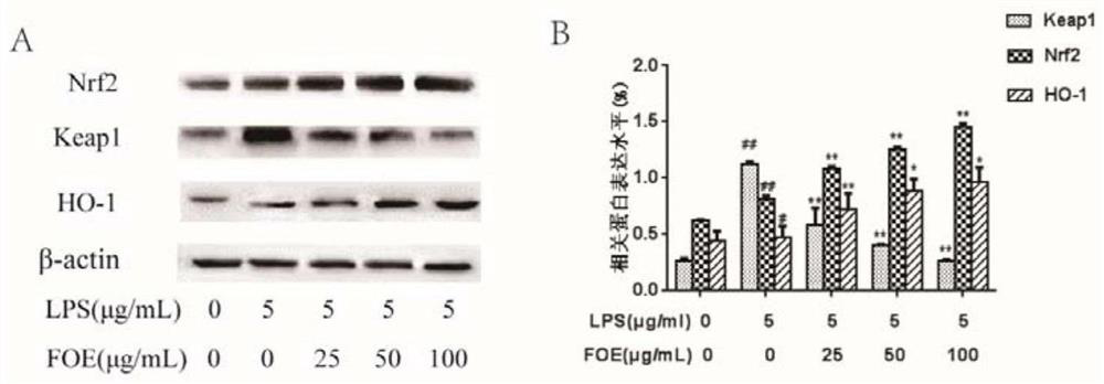 Application of rose odorata var gigantea fruit extract in preparation of medicine, health care product or food for preventing and treating stomach diseases