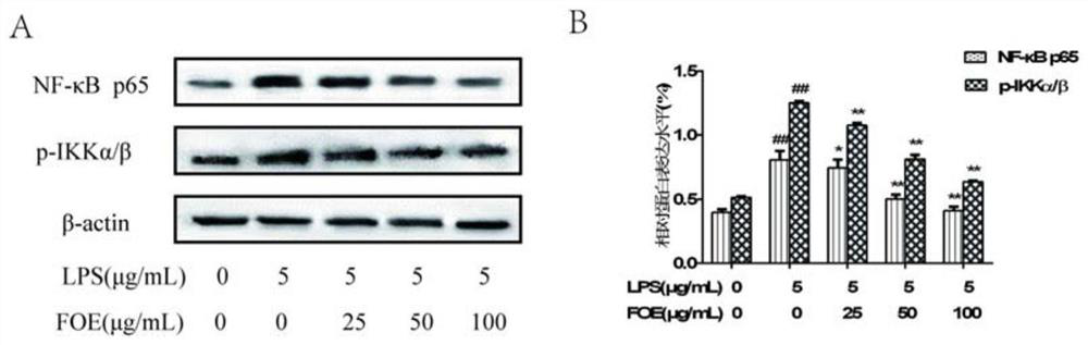 Application of rose odorata var gigantea fruit extract in preparation of medicine, health care product or food for preventing and treating stomach diseases