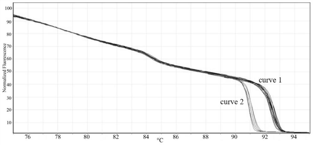 Molecular identification method of medicinal materials Microctis Foliumand Microcos chungii