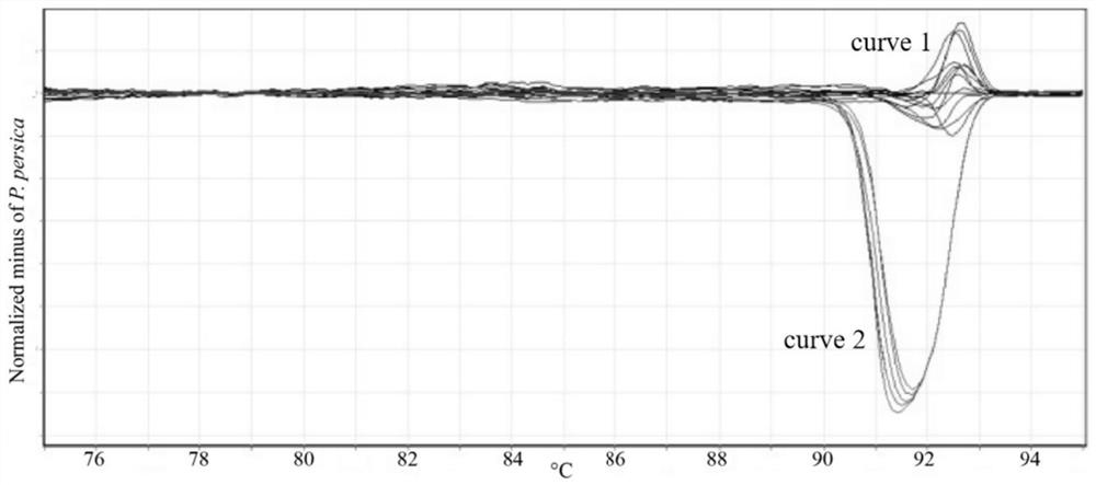 Molecular identification method of medicinal materials Microctis Foliumand Microcos chungii