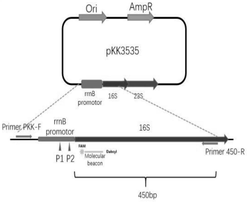 Detection method for inhibiting escherichia coli in-vitro transcriptional activity by bacterial transcription inhibitor