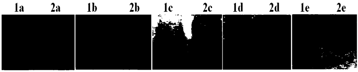 SSR (simple sequence repeat) molecular marker L10 closely linked with rice high stalk QTL as well as application thereof