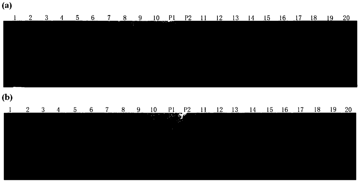 SSR (simple sequence repeat) molecular marker L10 closely linked with rice high stalk QTL as well as application thereof