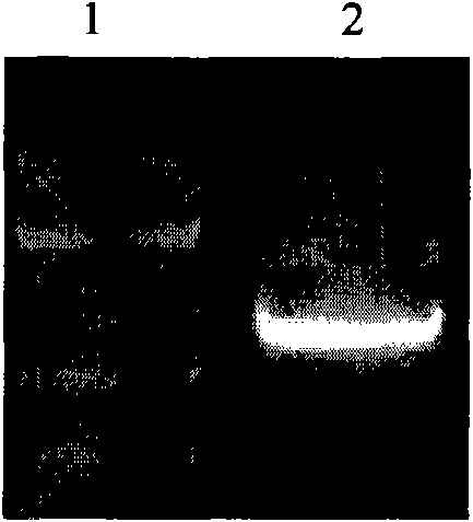 Specific expression promoter for plant embryo and application thereof