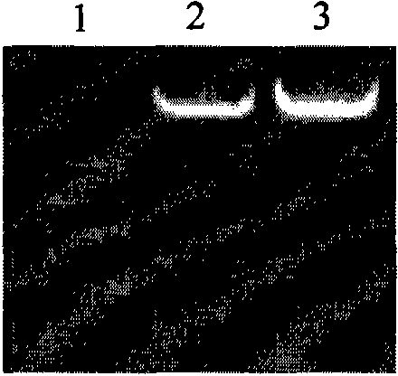 Specific expression promoter for plant embryo and application thereof