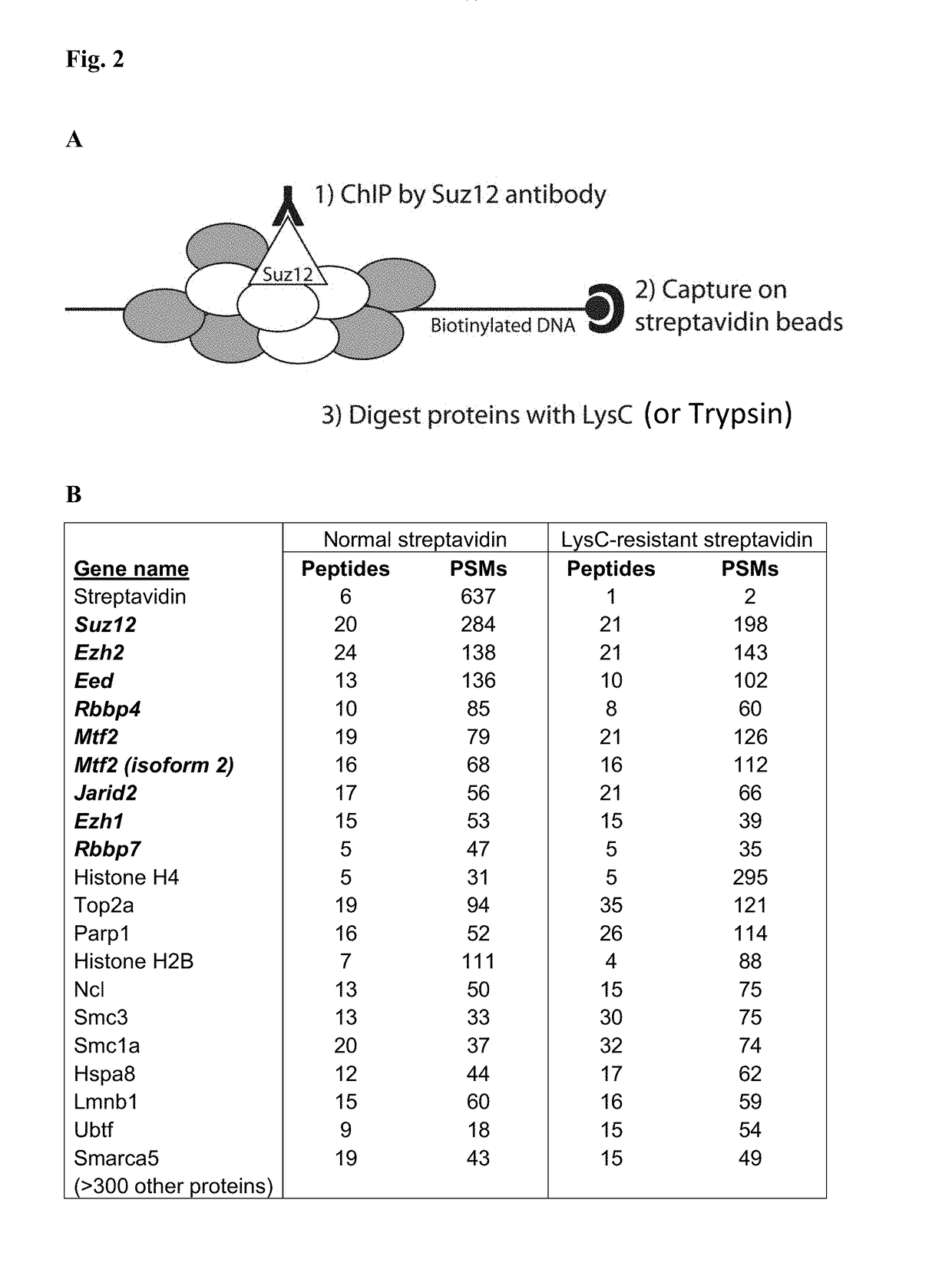 Protease-resistant streptavidin