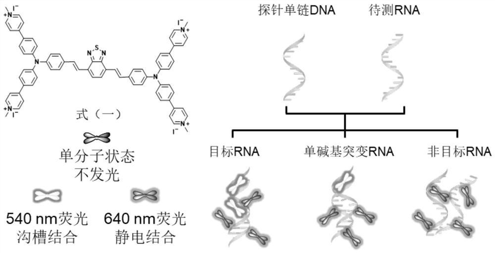 Application of fluorescent probe with dual fluorescence emission in RNA detection