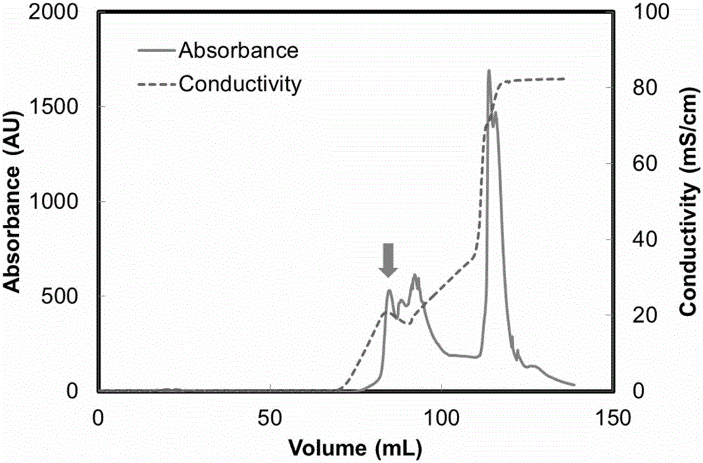 Protein A domain Z derivative with specific binding effect on antibody and application thereof