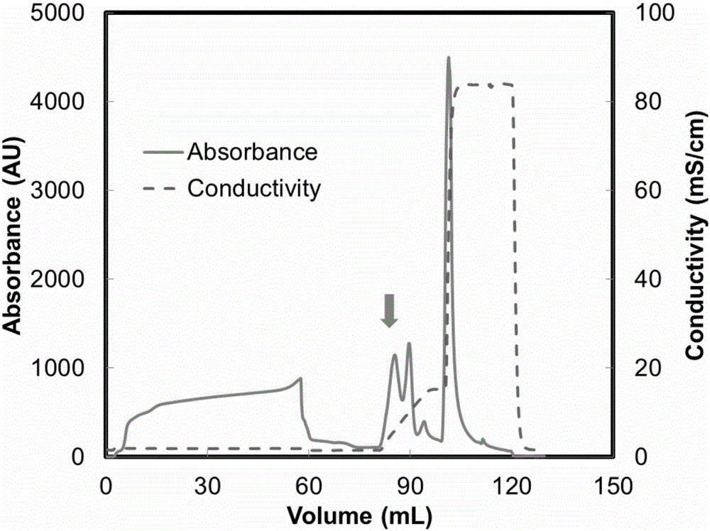 Protein A domain Z derivative with specific binding effect on antibody and application thereof