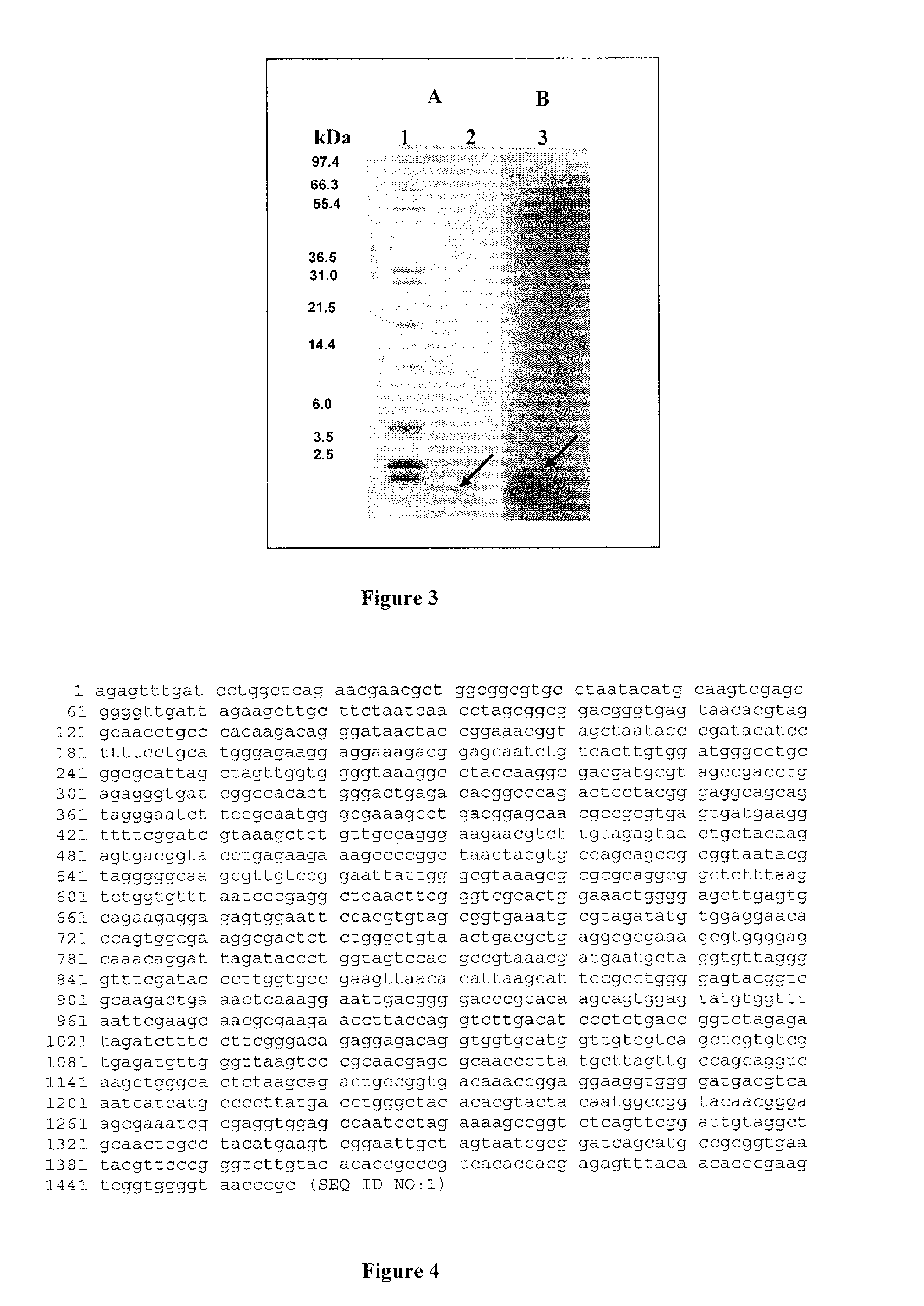 Anti-microbial agent from paenibacillus sp. and methods and uses thereof