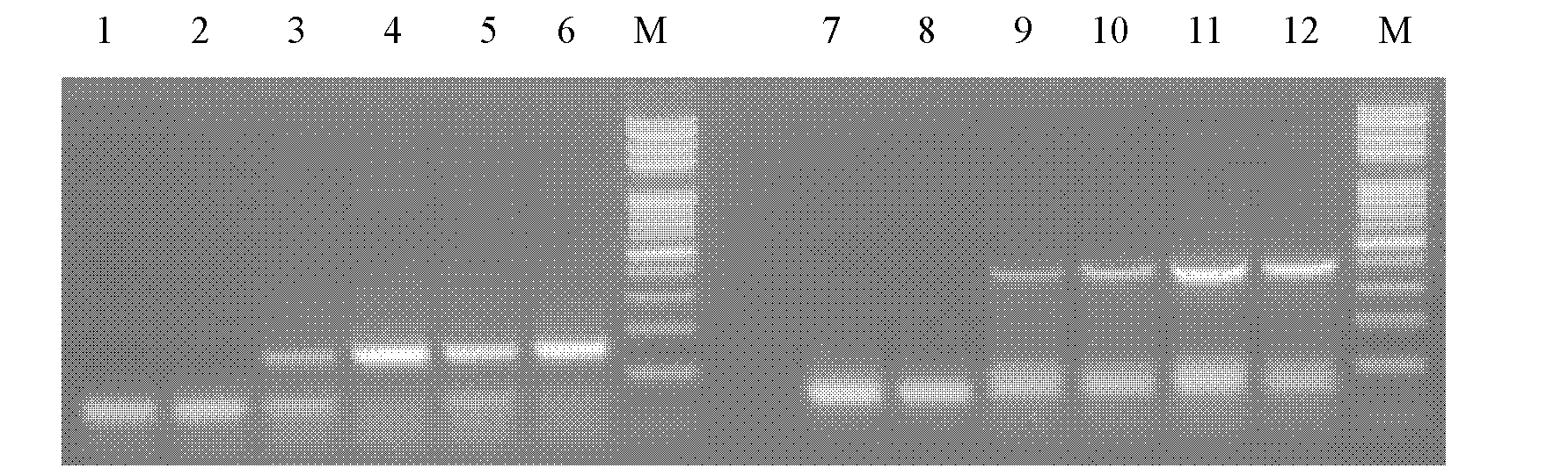 One-step multiplex reverse transcription-polymerase chain reaction (RT-PCR) method for detecting turnip mosaic virus and special primers for method