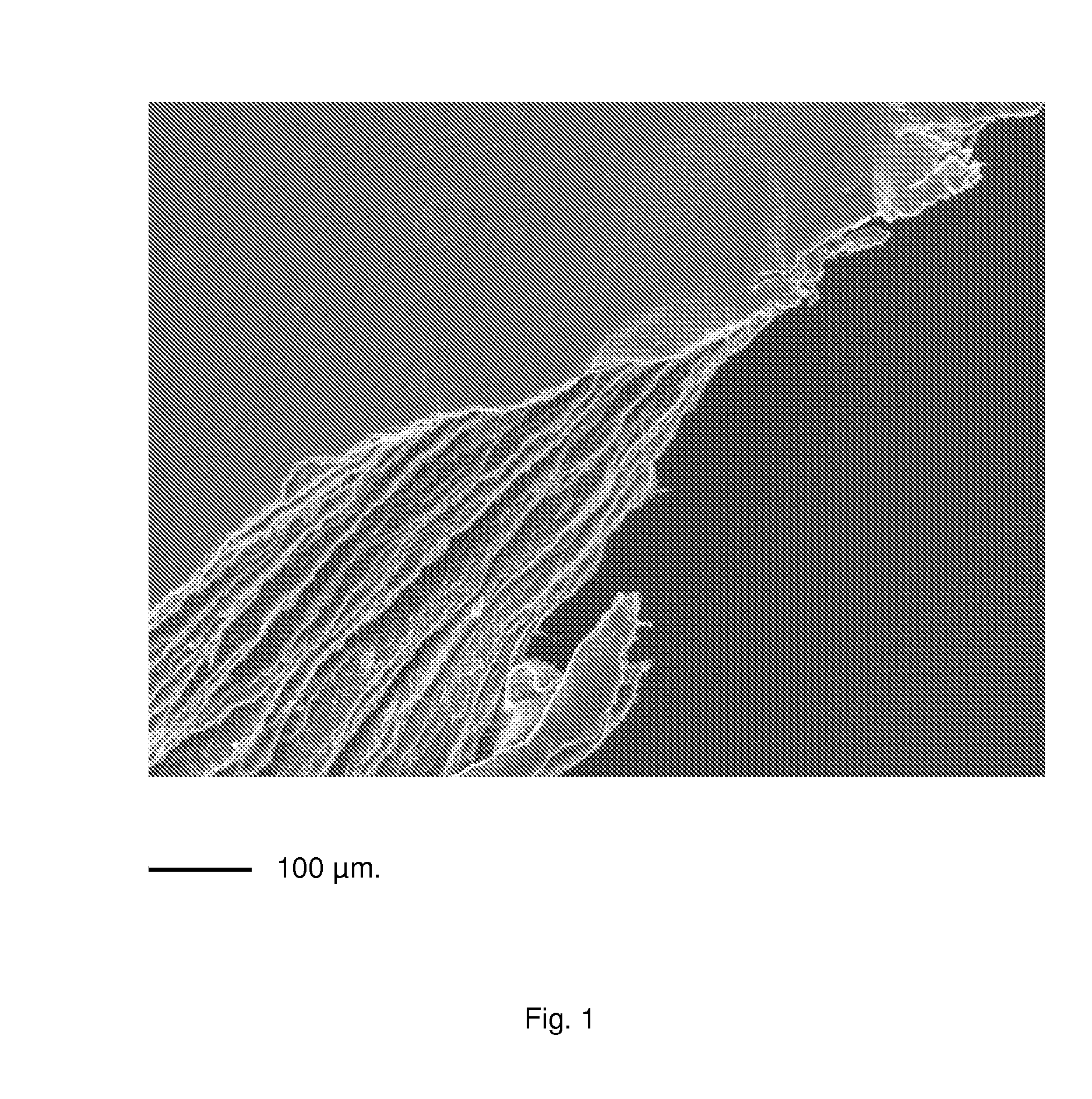 Multimicrolamellar Collagen Membranes