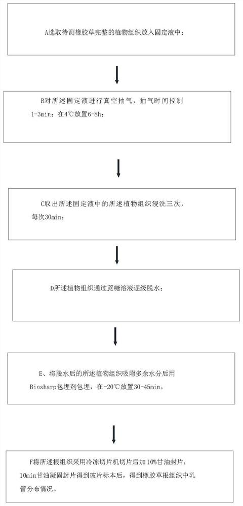 Method for detecting breast duct of root tissue of kok-saghyz plant by freezing slide preparation technology