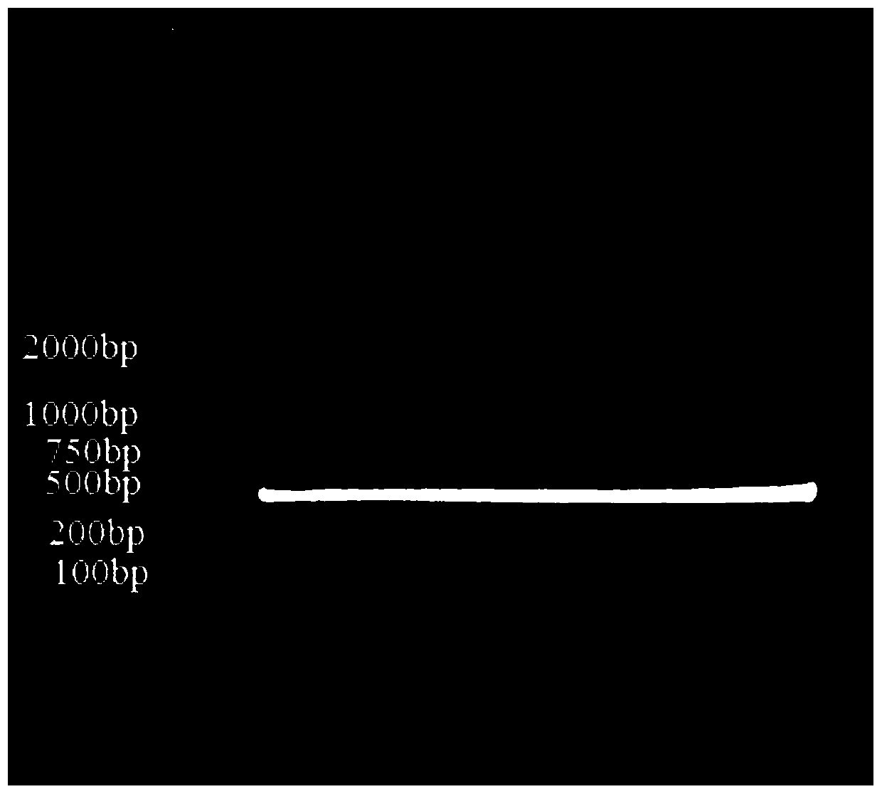 CD123 single domain antibody, nucleic acid sequence, expression vector and kit