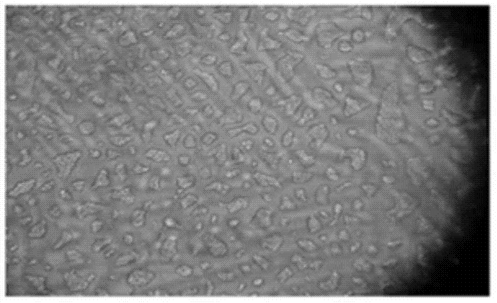 Microscope temperature-controlled slide and method for observing morphological changes of antifreeze protein ice crystals using optical microscope