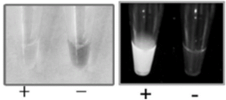 Loop-mediated isothermal amplification (LAMP)-based method and primer composition for detection of fusarium graminearum