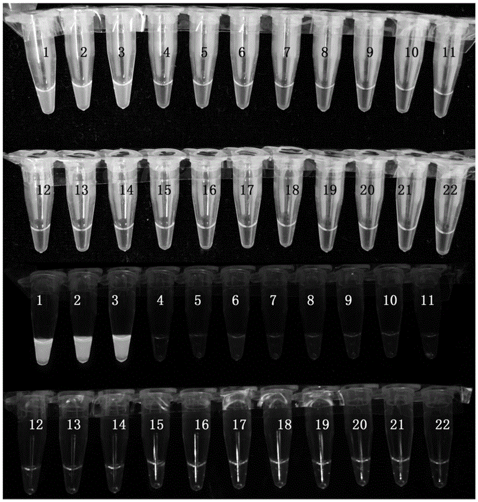 Loop-mediated isothermal amplification (LAMP)-based method and primer composition for detection of fusarium graminearum