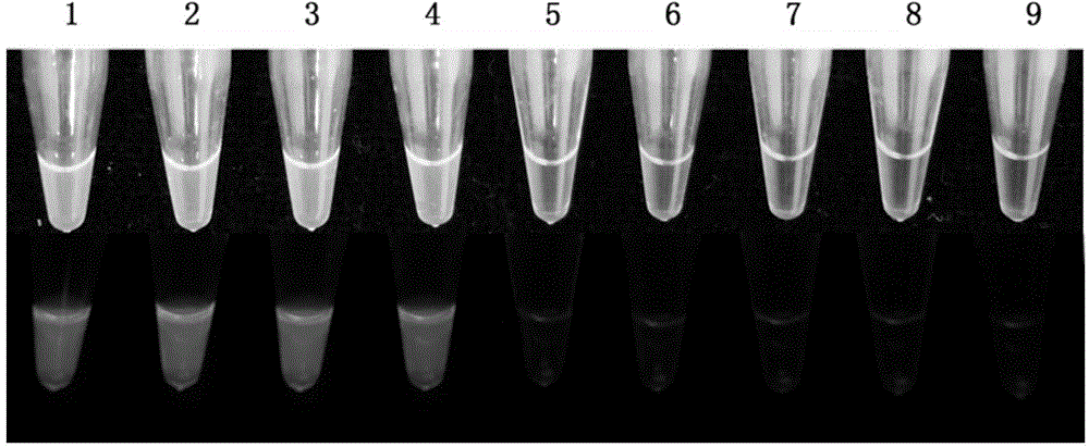 Loop-mediated isothermal amplification (LAMP)-based method and primer composition for detection of fusarium graminearum