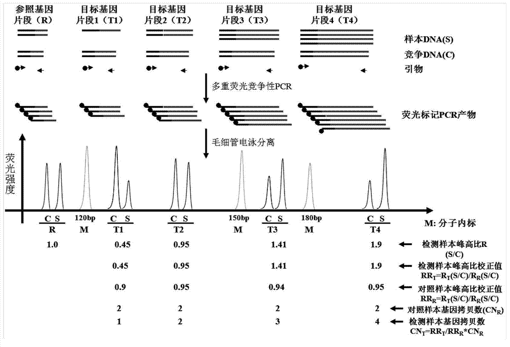 Detection kit for F11gene copy number variation