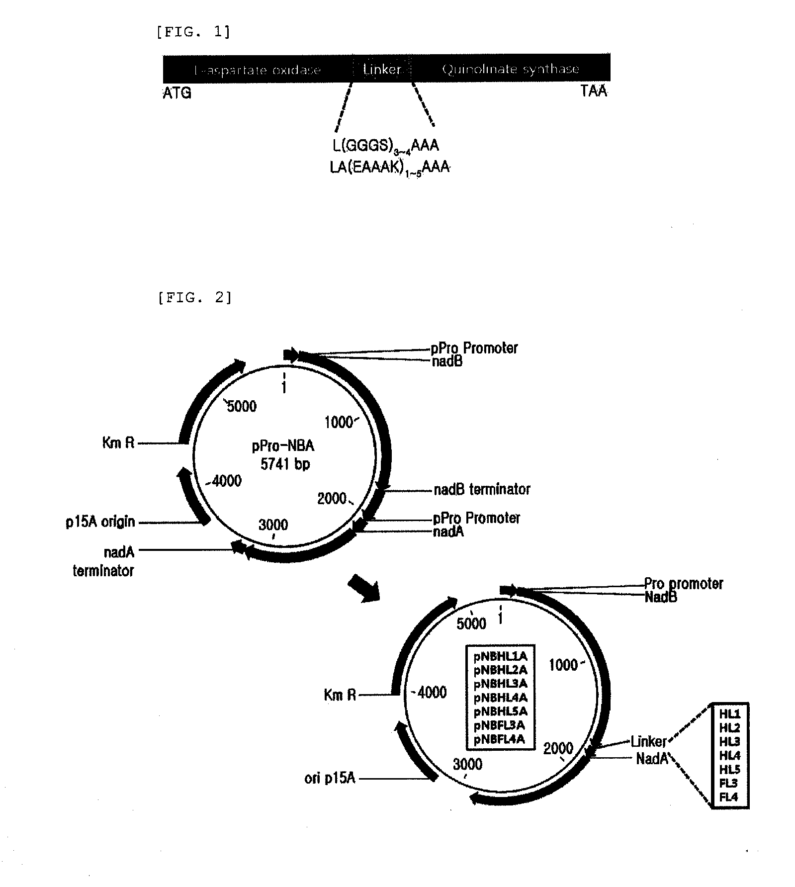 Recombinant microorganism producing quinolinic acid and a method for producing quinolinic acid using the same