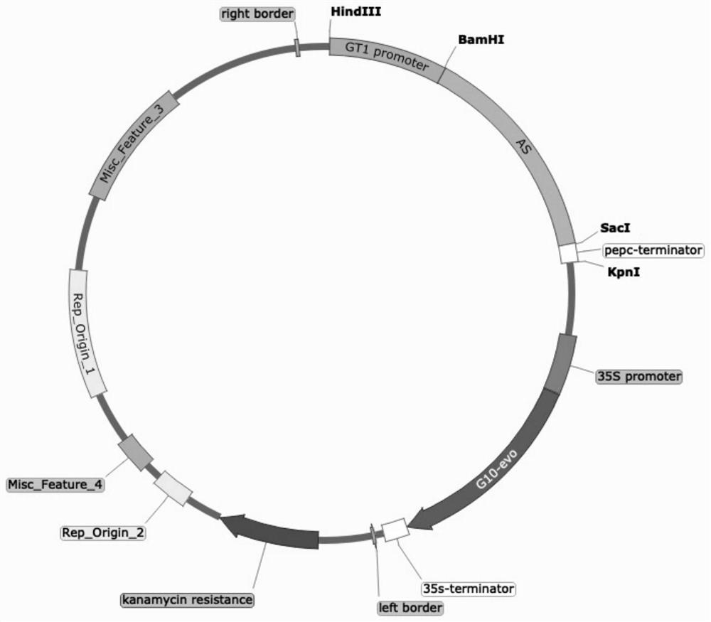 Method for producing amylase by utilizing transgenic maize