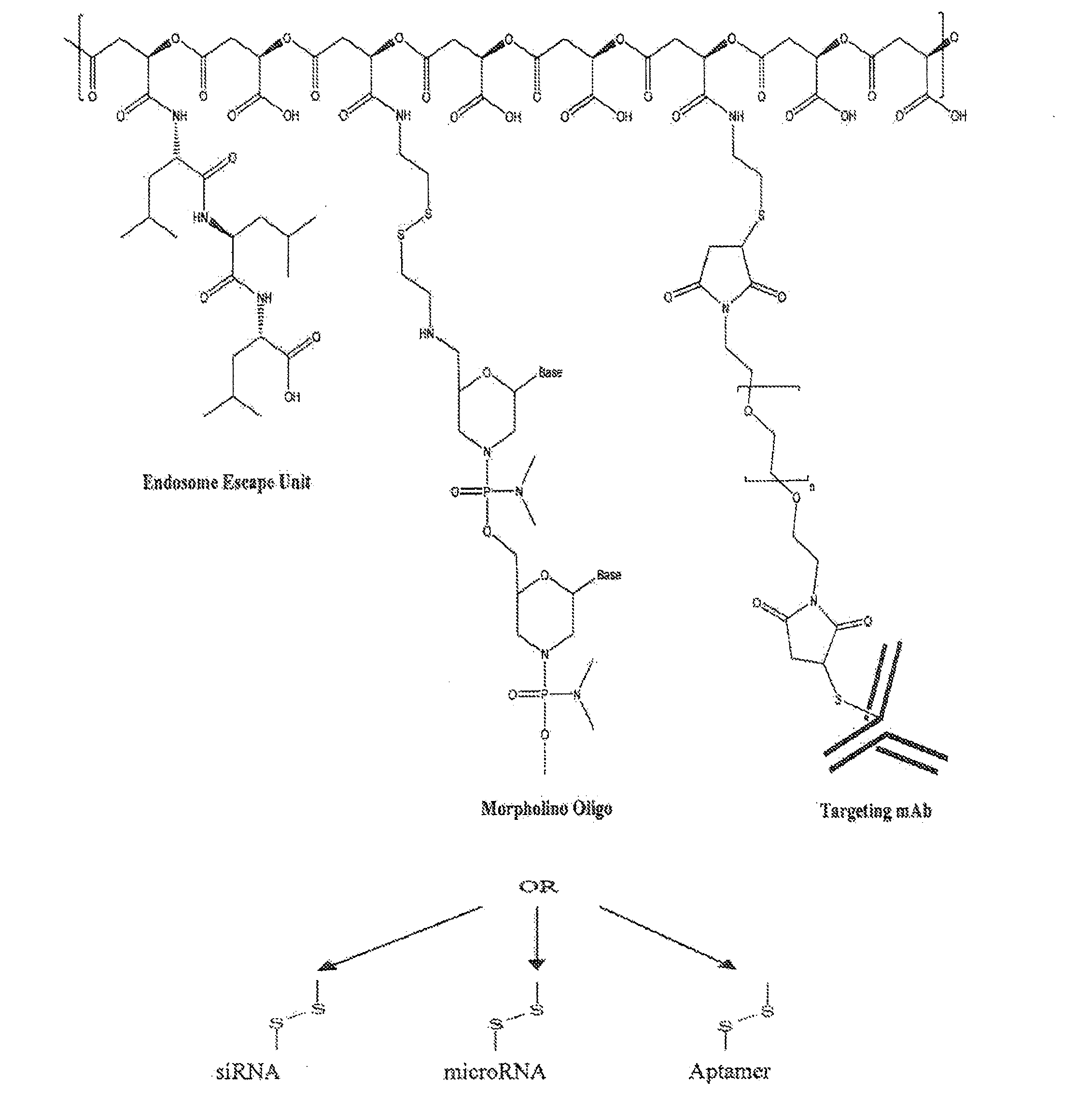 Poly(beta malic acid) with pendant leu-leu-leu tripeptide for effective cytoplasmic drug delivery