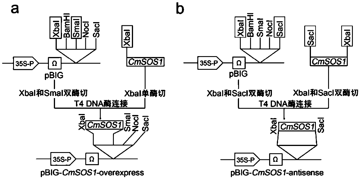 A method for improving salt tolerance and waterlogging tolerance of cut chrysanthemum by transfecting cmsos1 gene