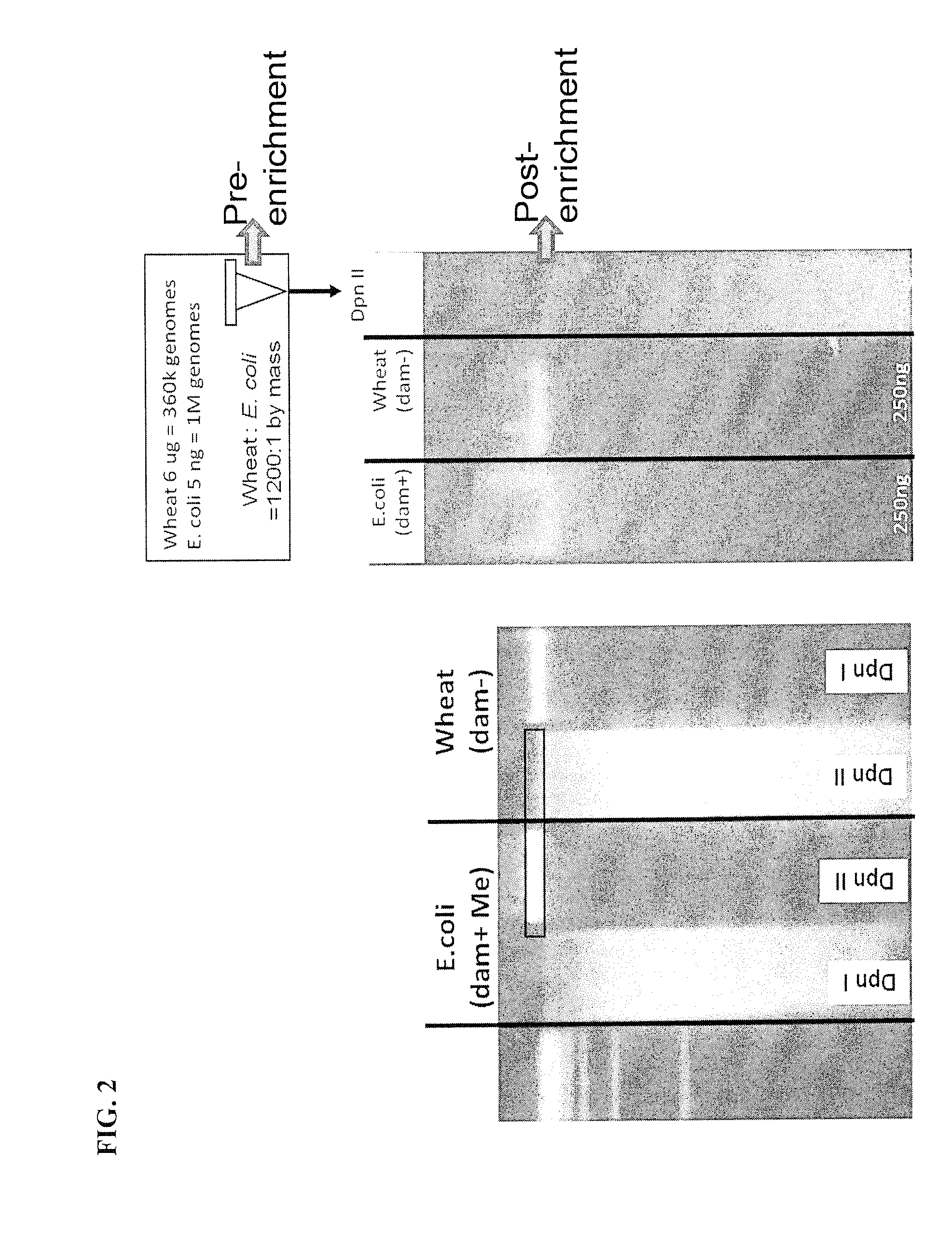 Methods and Compositions for Segregating Target Nucleic Acid from Mixed Nucleic Acid Samples