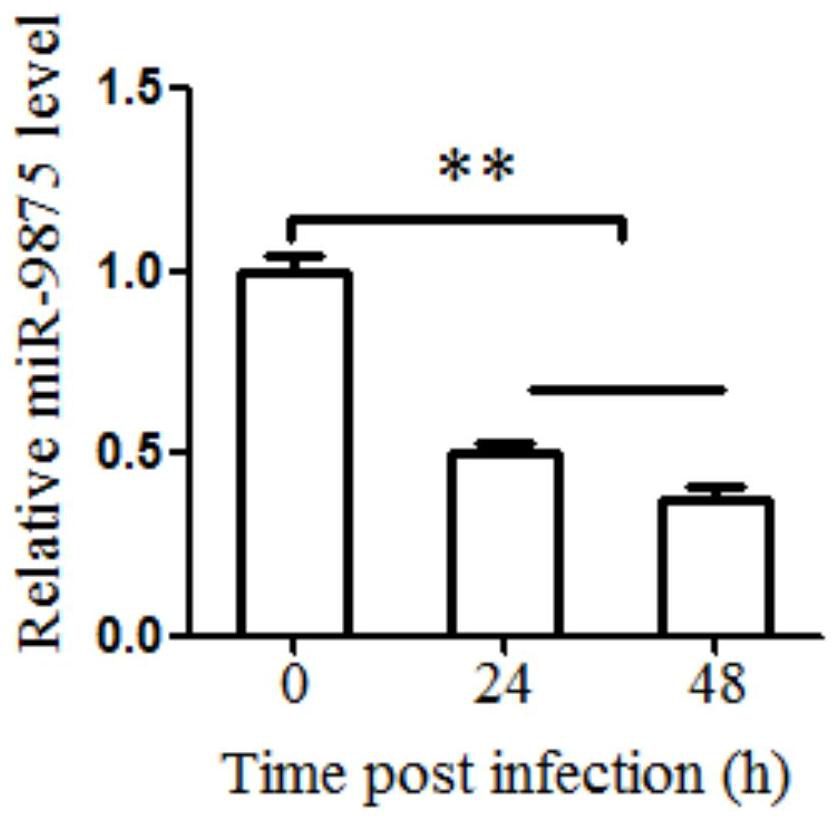 Application of antisense nucleic acid amo-mir-9875 in preparation of anti-white spot syndrome virus preparation