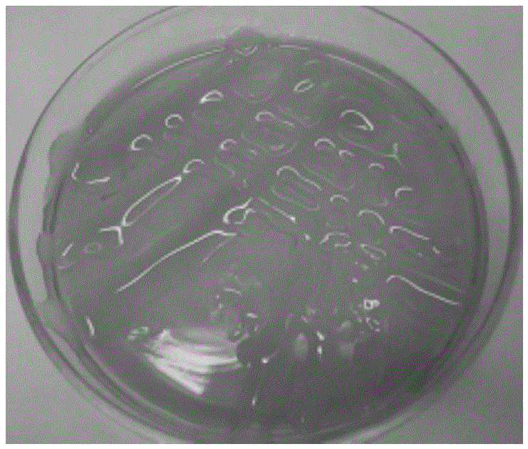 A kind of nitrogen-fixing bacteria rhizobium strain scaus152 and its application