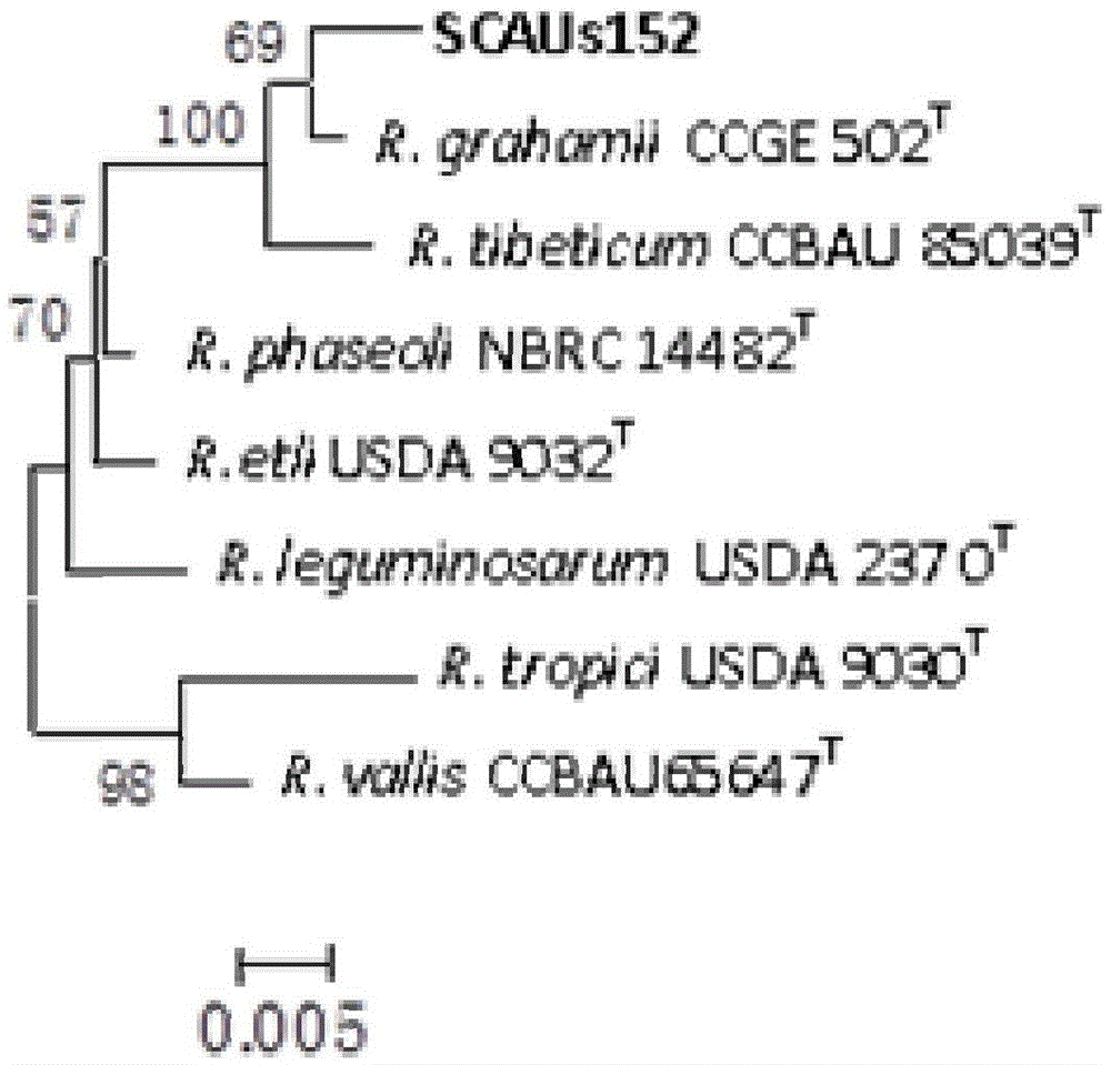 A kind of nitrogen-fixing bacteria rhizobium strain scaus152 and its application