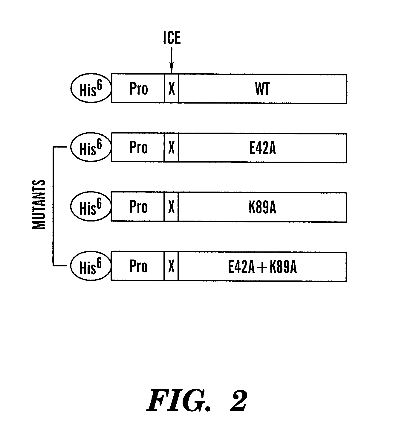 Interleukin-18 mutants, their production and use