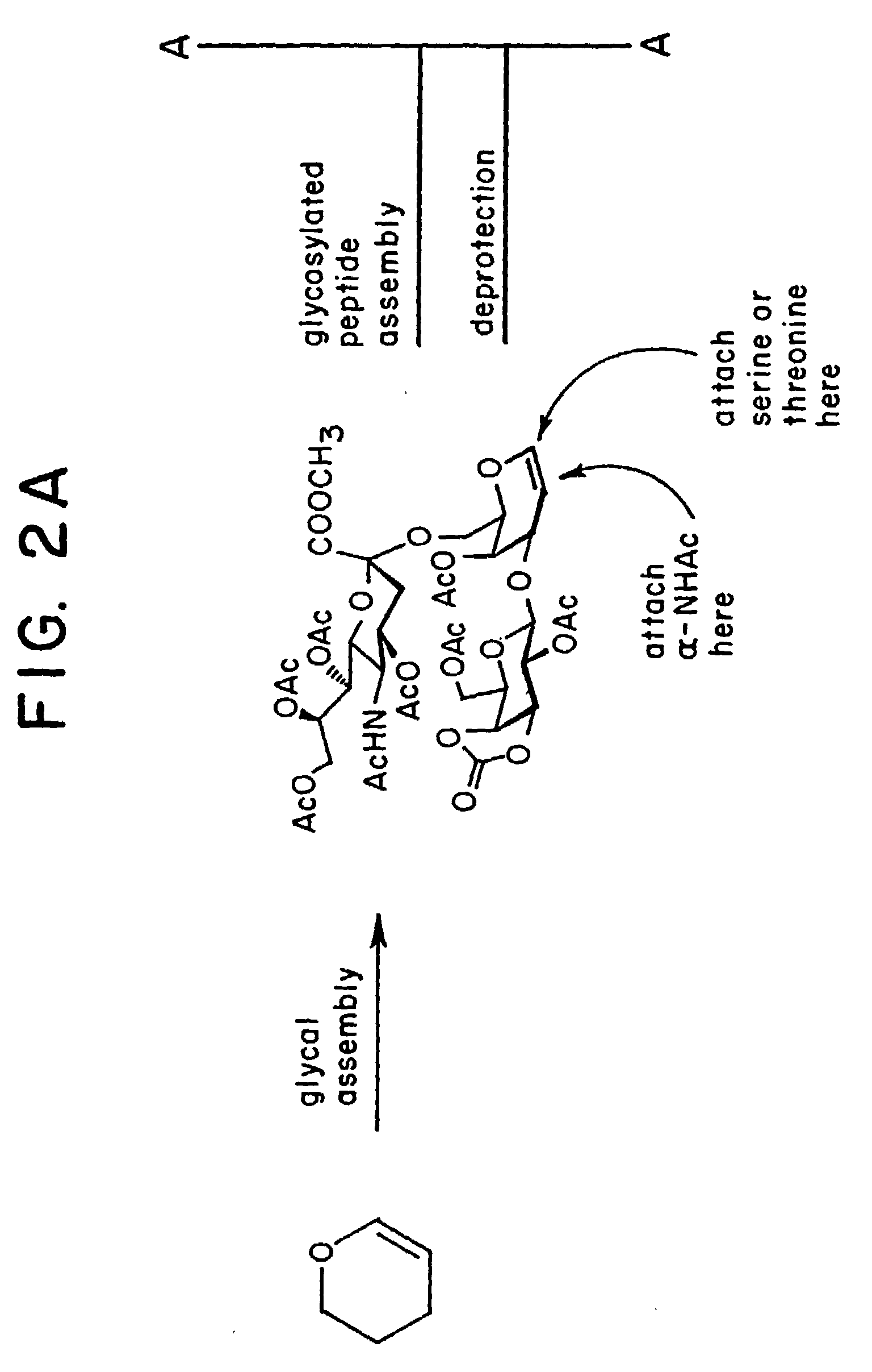 alpha-O-linked glycoconjugates, methods of preparation and uses thereof