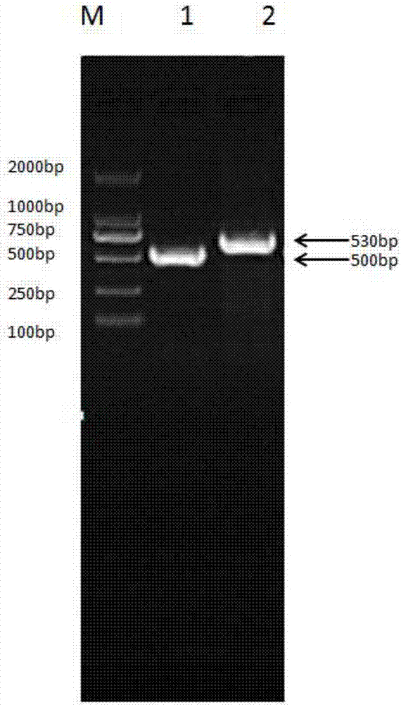 Recombinant bovine long-term interferon and fusion protein for preparing same and preparation method of recombinant bovine long-term interferon