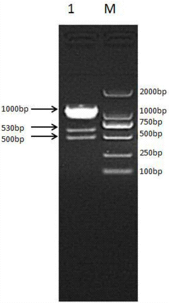 Recombinant bovine long-term interferon and fusion protein for preparing same and preparation method of recombinant bovine long-term interferon