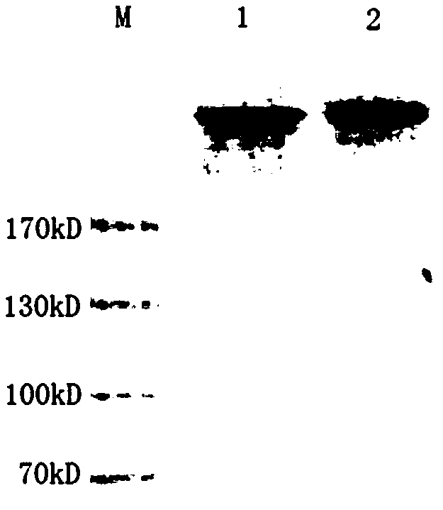 Interferon mutant, interferon mutant fusion antibody, and preparation method and application thereof