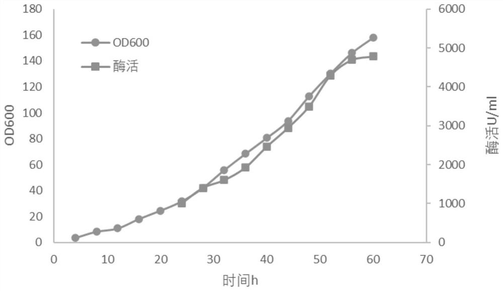 Method for producing psicose 3-epimerase through high-density fermentation