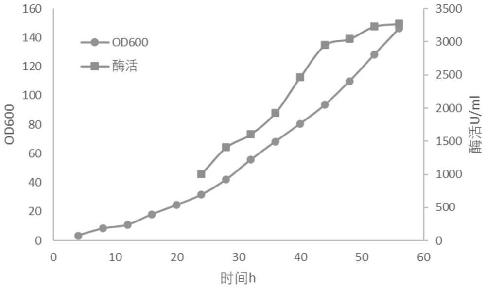 Method for producing psicose 3-epimerase through high-density fermentation