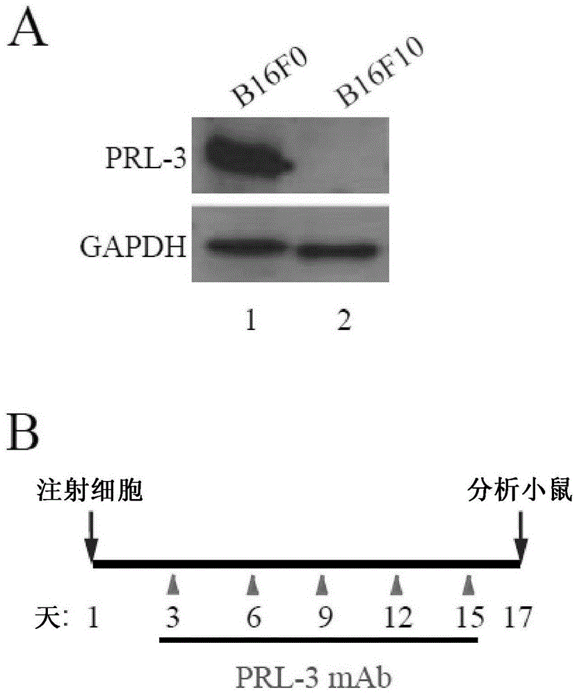 Treatment and prevention of cancers associated with intracellular oncoproteins through antibody therapy or vaccination