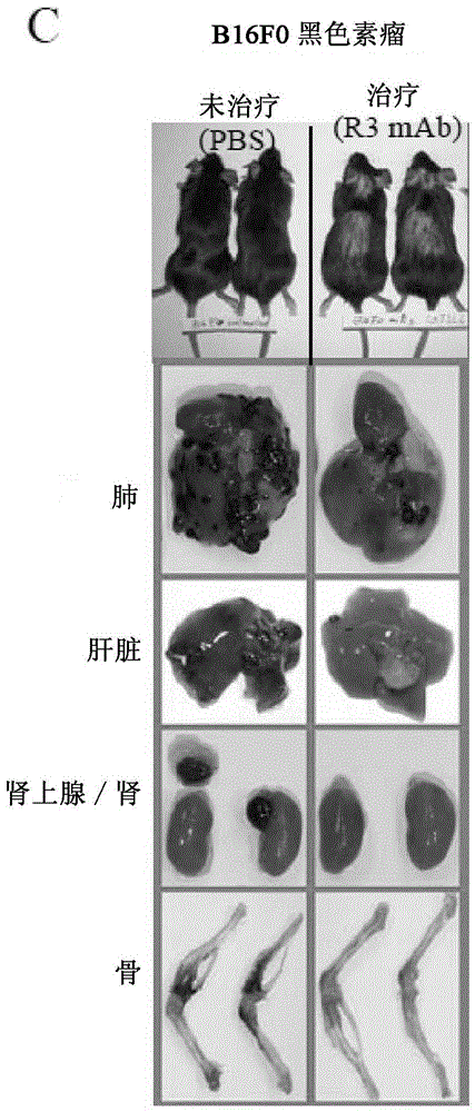 Treatment and prevention of cancers associated with intracellular oncoproteins through antibody therapy or vaccination