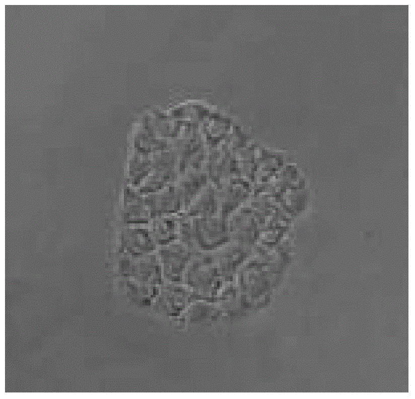 Method and special primer for rapidly breeding ST (swine testis) sensitive cell lines of hog cholera virus lapinized virus strain (C strain)