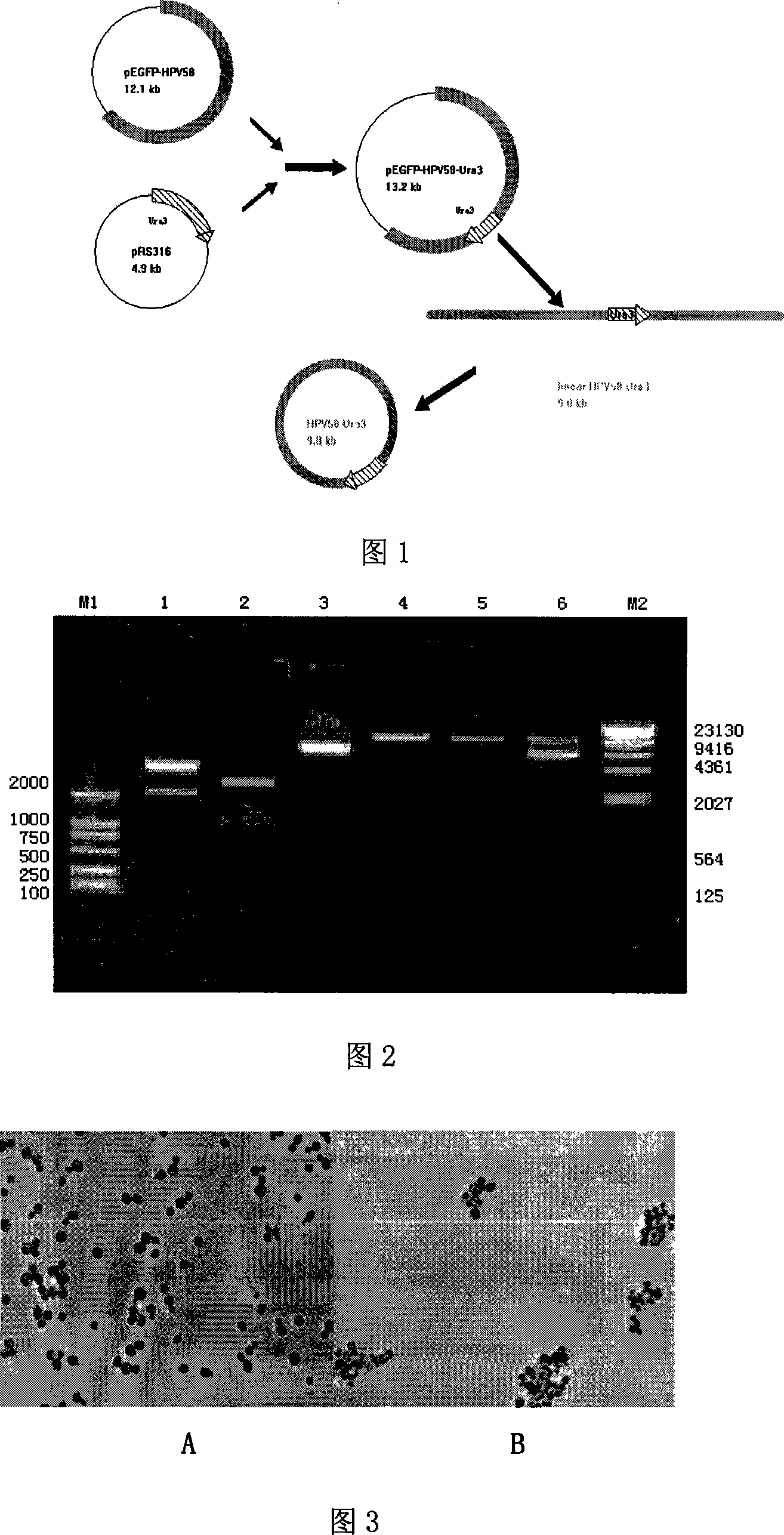 Yeast proliferation model of human papilloma virus as well as constructing method and uses