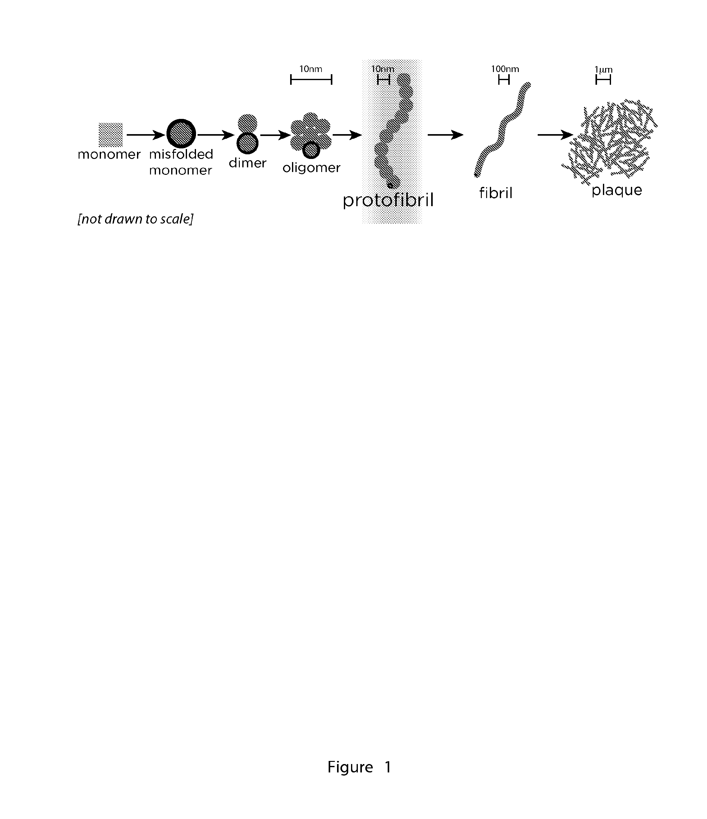 Amyloid Protofibril Antibodies and Methods of Use Thereof