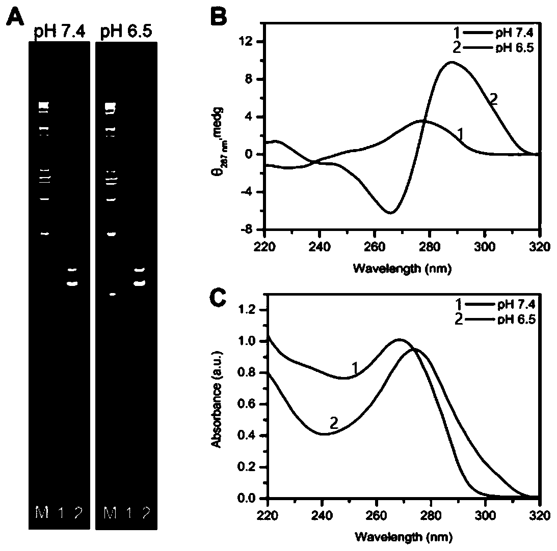 I-motif recombination mediated FRET probe and application thereof in in-situ imaging of cancer cell surface protein homodimerization