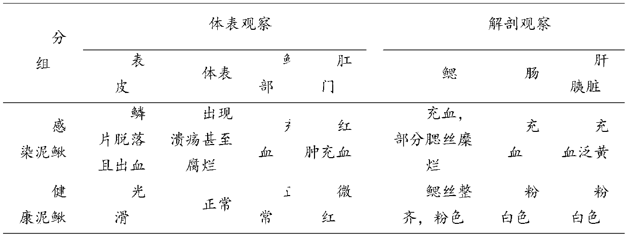 Preparation and use methods of loach aeromonas varonii vaccine