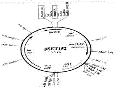 Construction method of tetracycline anoxia-tolerance strains