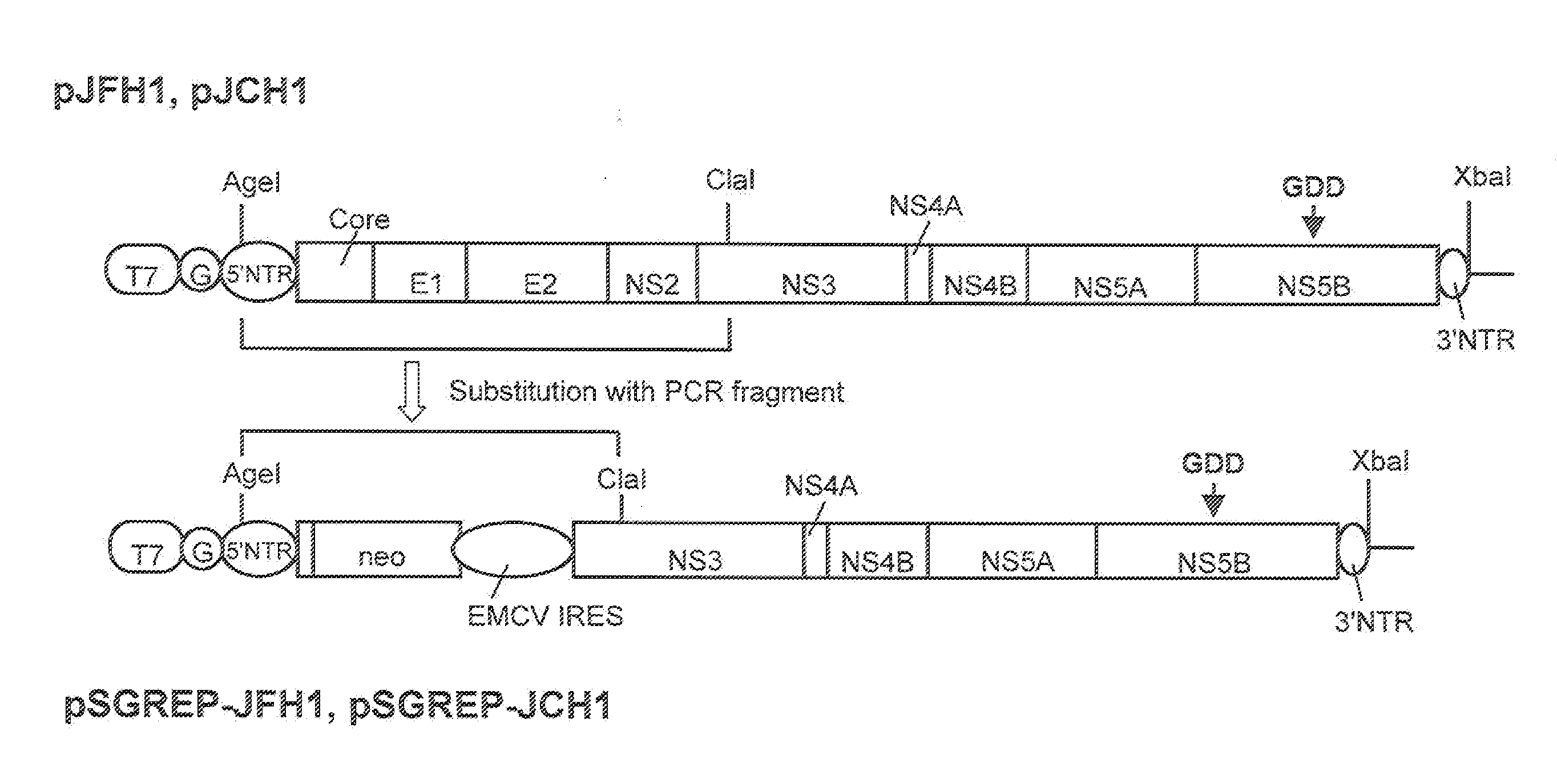 NUCLEIC ACID CONSTRUCT CONTAINING A NUCLEIC ACID DERIVED FROM THE GENOME OF HEPATITIS C VIRUS (HCV) OF GENOTYPE 2a, AND A CELL HAVING SUCH NUCLEIC ACID CONSTRUCT INTRODUCED THEREIN