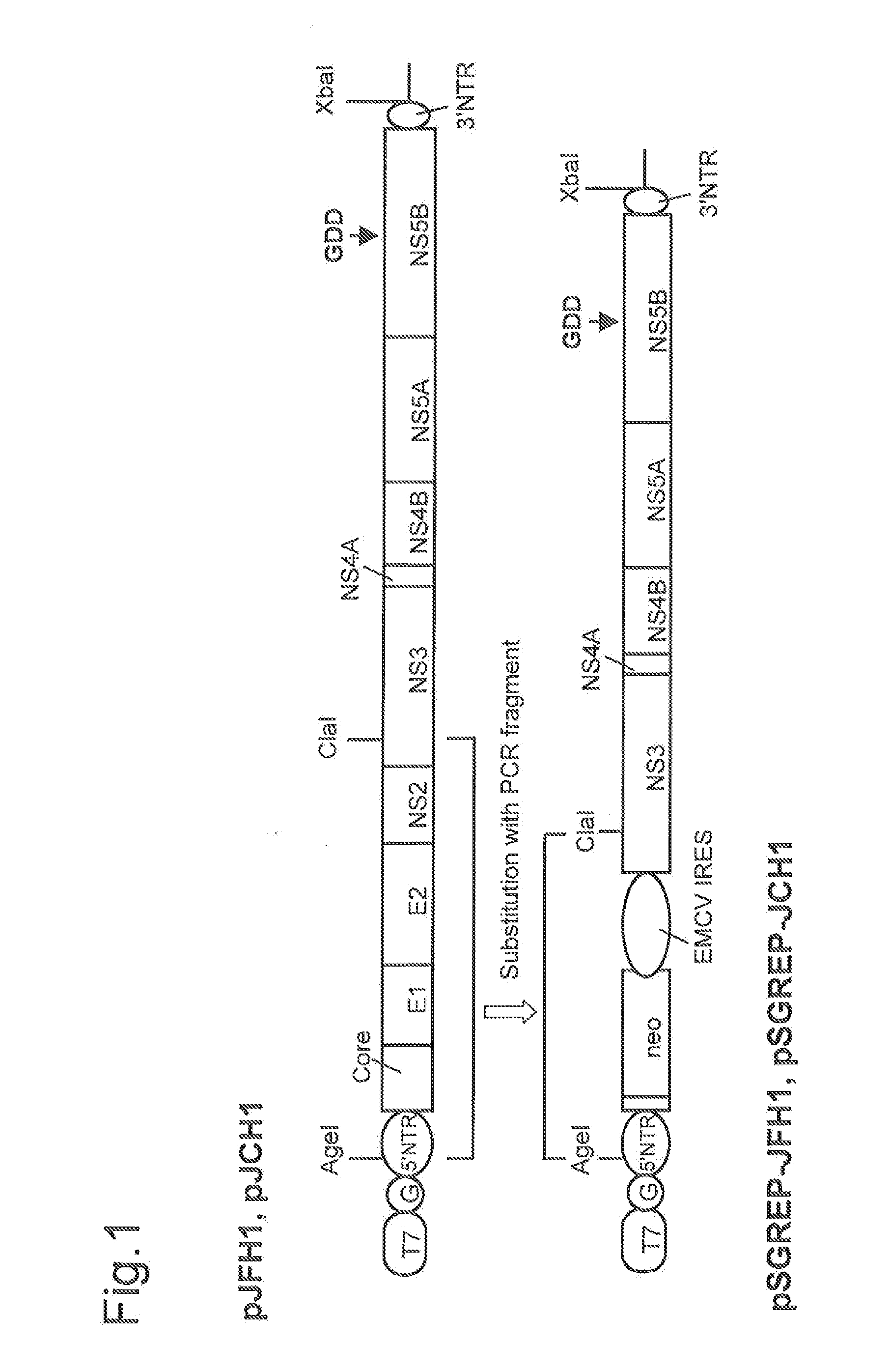 NUCLEIC ACID CONSTRUCT CONTAINING A NUCLEIC ACID DERIVED FROM THE GENOME OF HEPATITIS C VIRUS (HCV) OF GENOTYPE 2a, AND A CELL HAVING SUCH NUCLEIC ACID CONSTRUCT INTRODUCED THEREIN