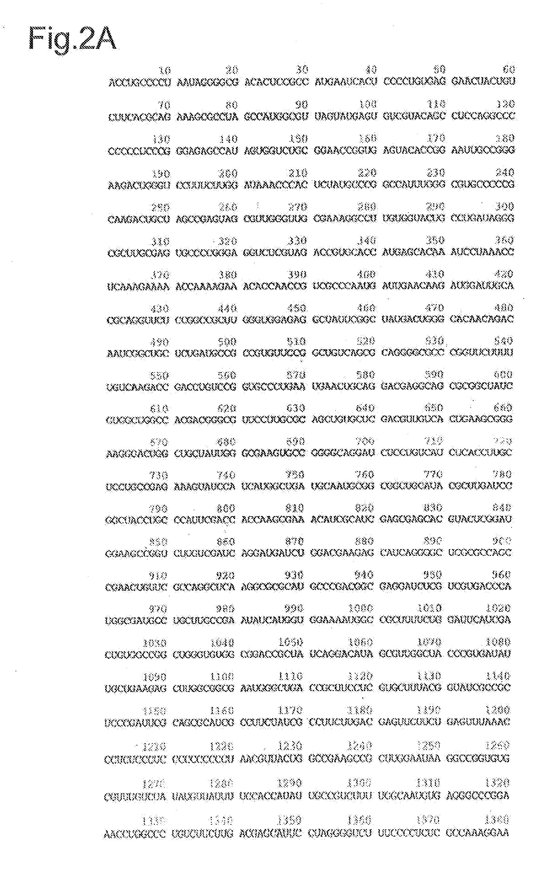 NUCLEIC ACID CONSTRUCT CONTAINING A NUCLEIC ACID DERIVED FROM THE GENOME OF HEPATITIS C VIRUS (HCV) OF GENOTYPE 2a, AND A CELL HAVING SUCH NUCLEIC ACID CONSTRUCT INTRODUCED THEREIN