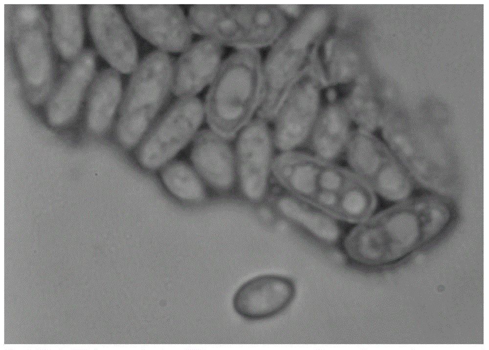 Debaryomyces hansenii as well as fermentation fluid, mixed fermentation fluid and application thereof to secondary fermentation of vegetables